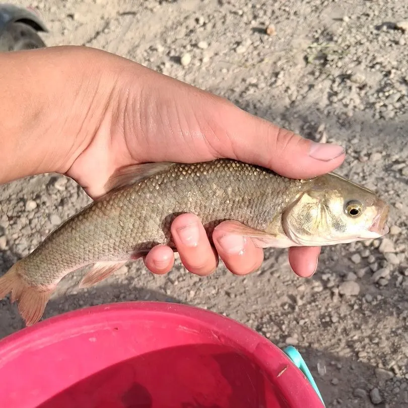 The most recent Utah chub catches on Fishbrain