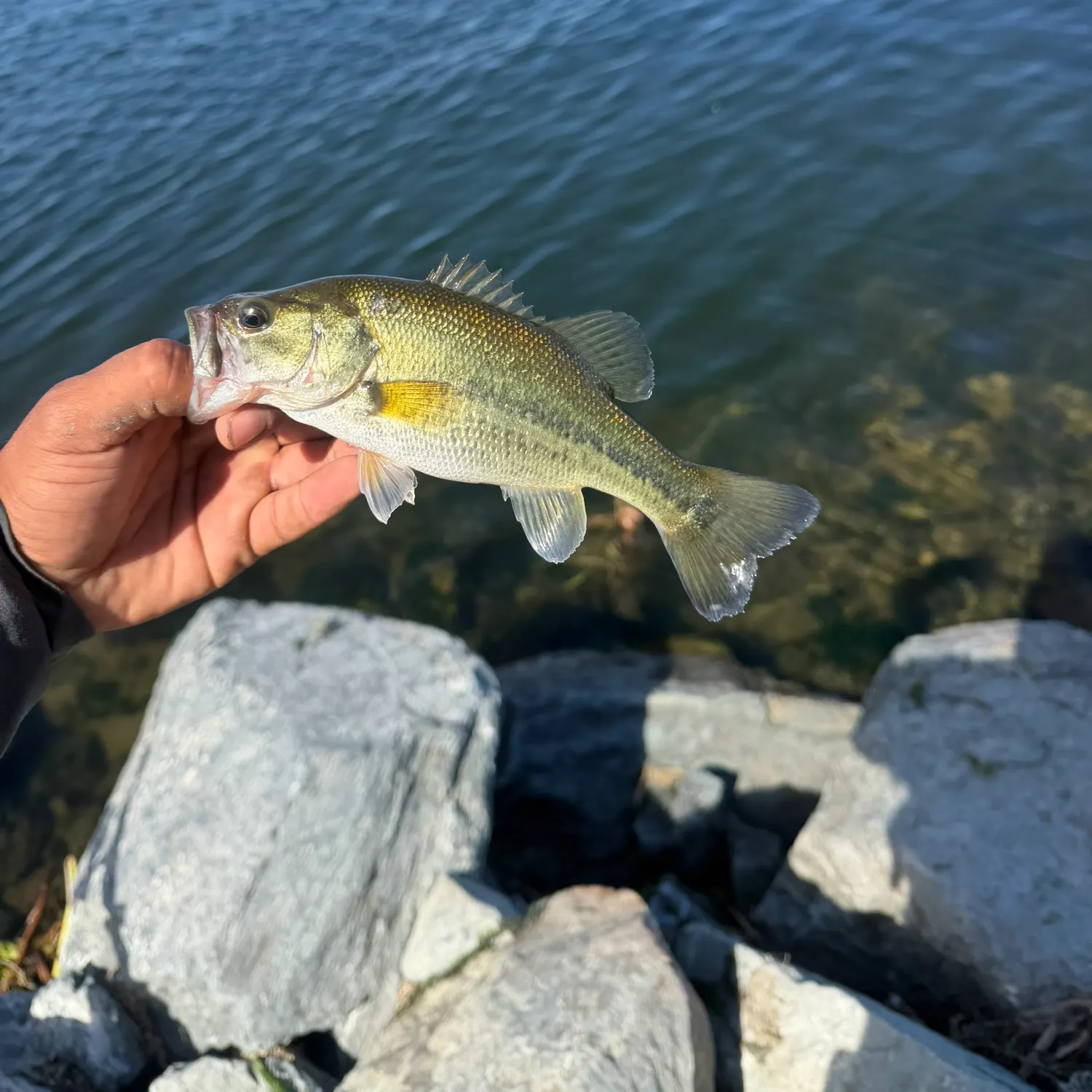 Largemouth bass caught on Fishbrain