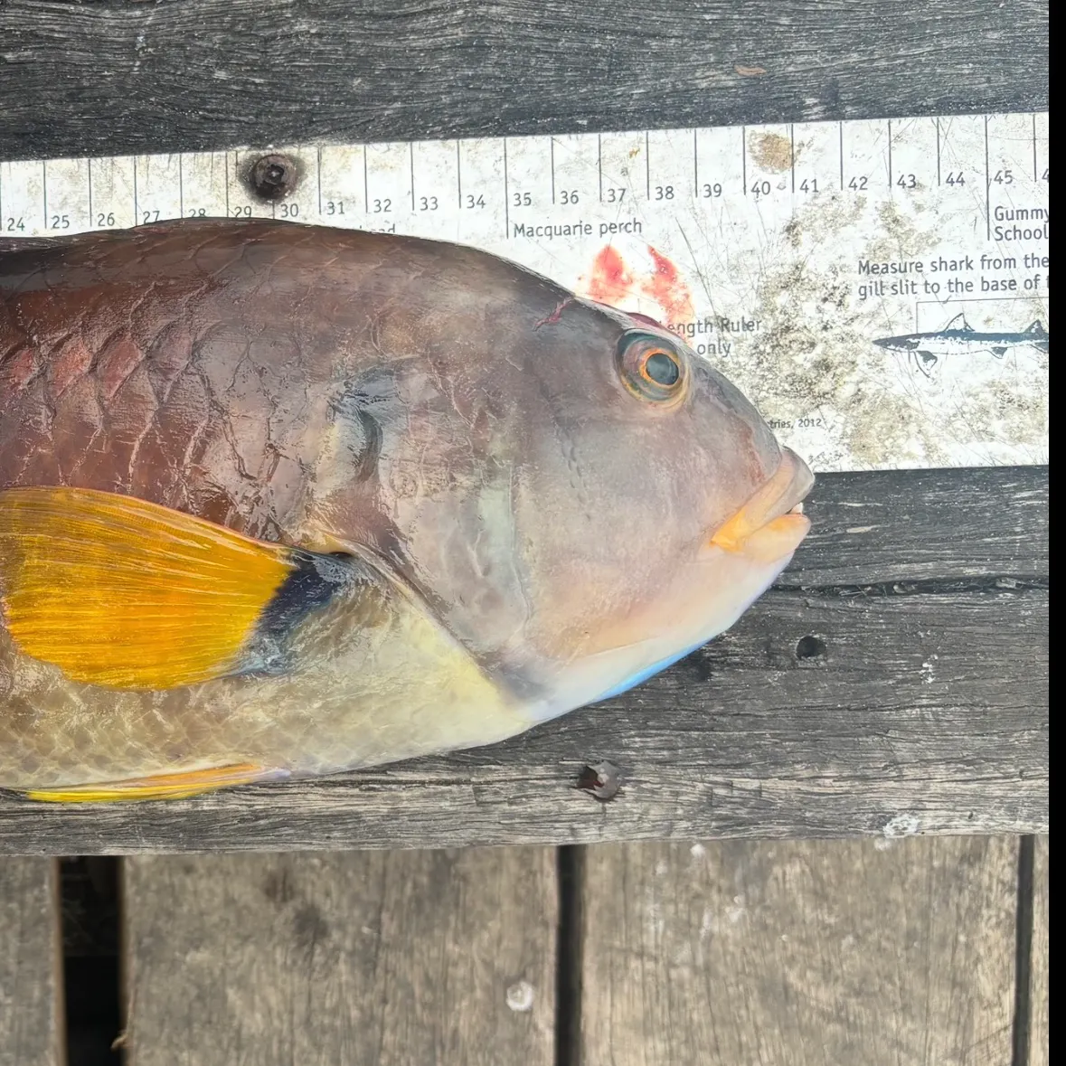 The most recent Blue-throated wrasse catches on Fishbrain