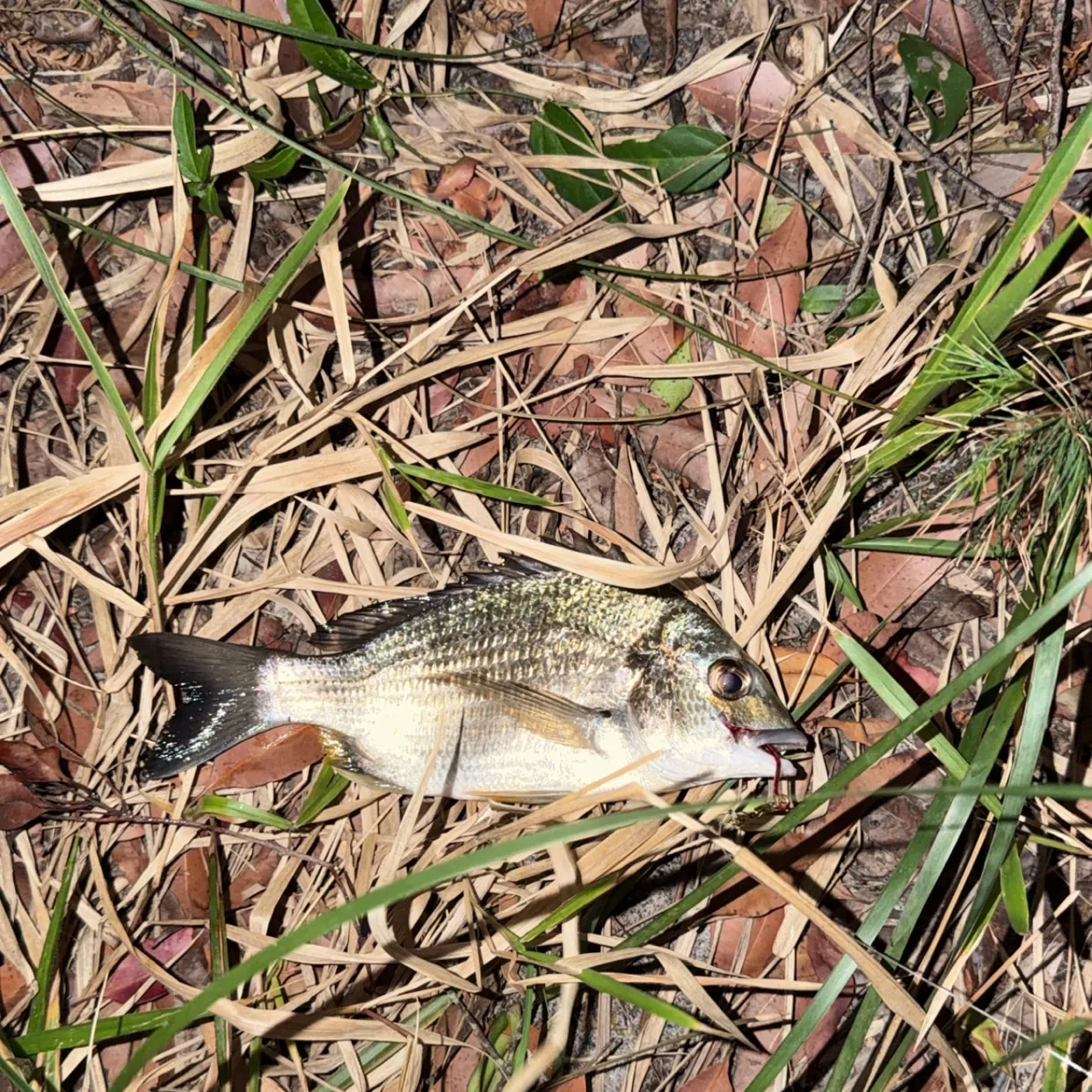 The most recent Southern black bream catches on Fishbrain