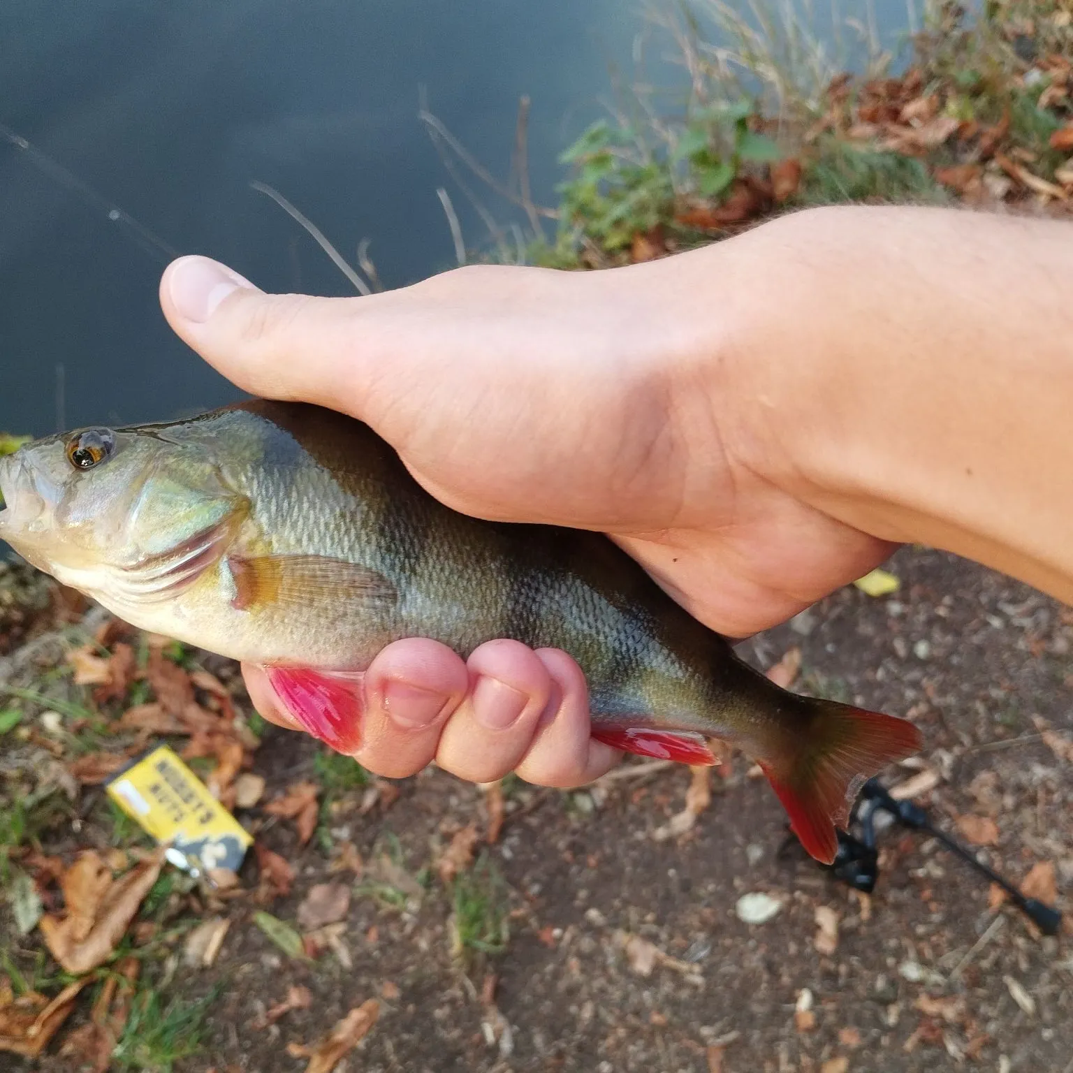 European perch caught on Fishbrain