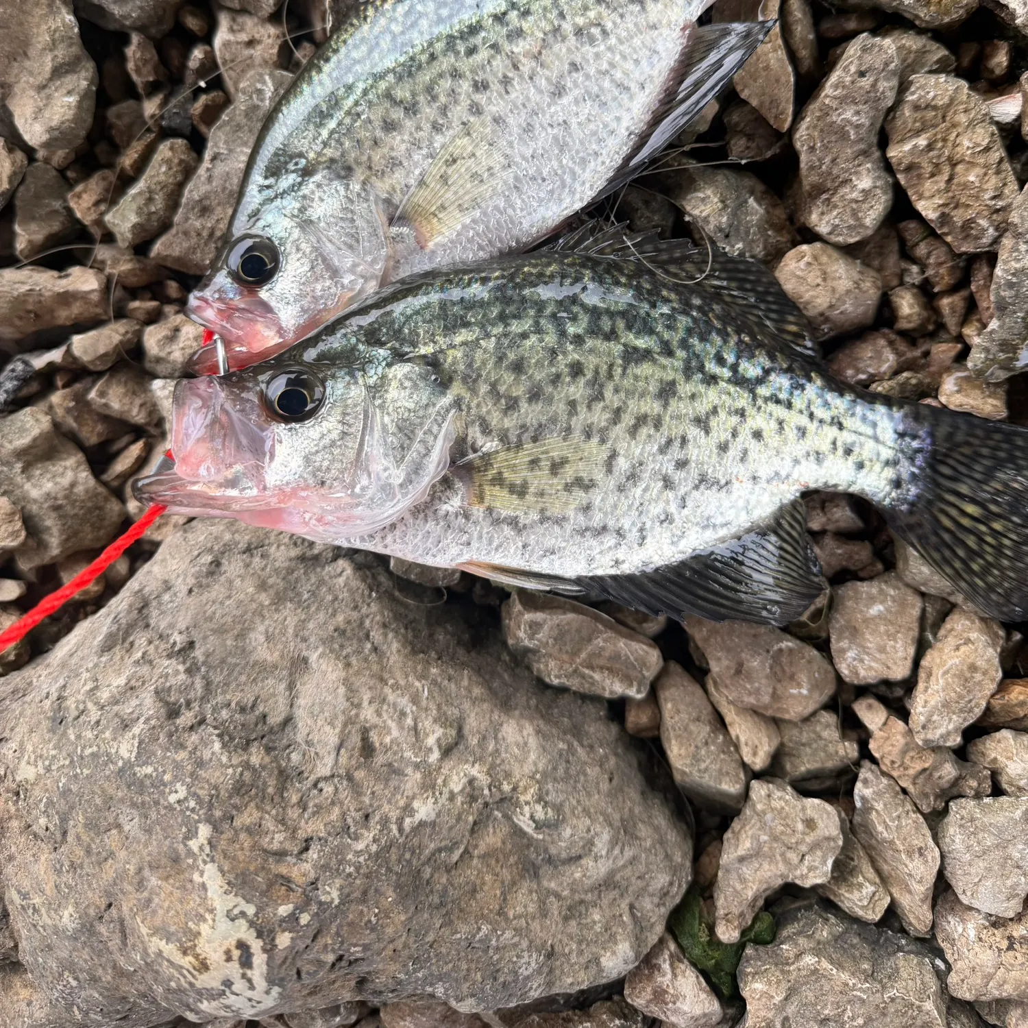 Black crappie caught on Fishbrain