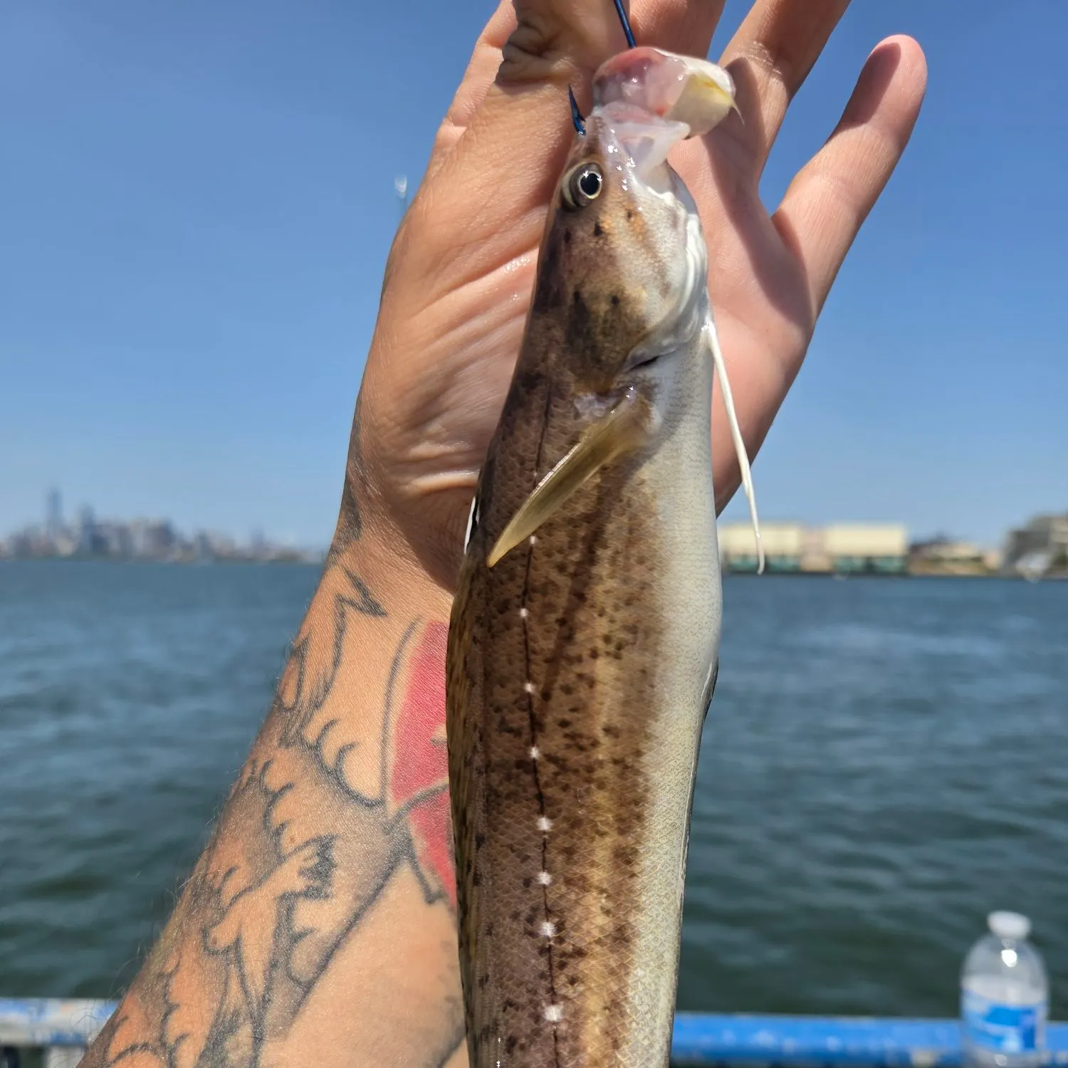 The most recent Spotted hake catches on Fishbrain