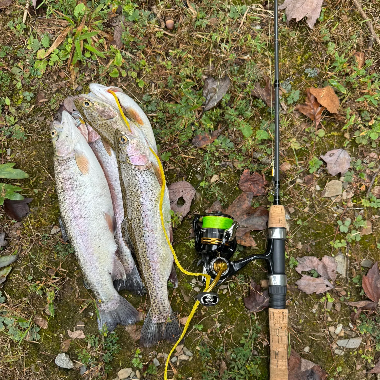 Rainbow trout caught on Fishbrain