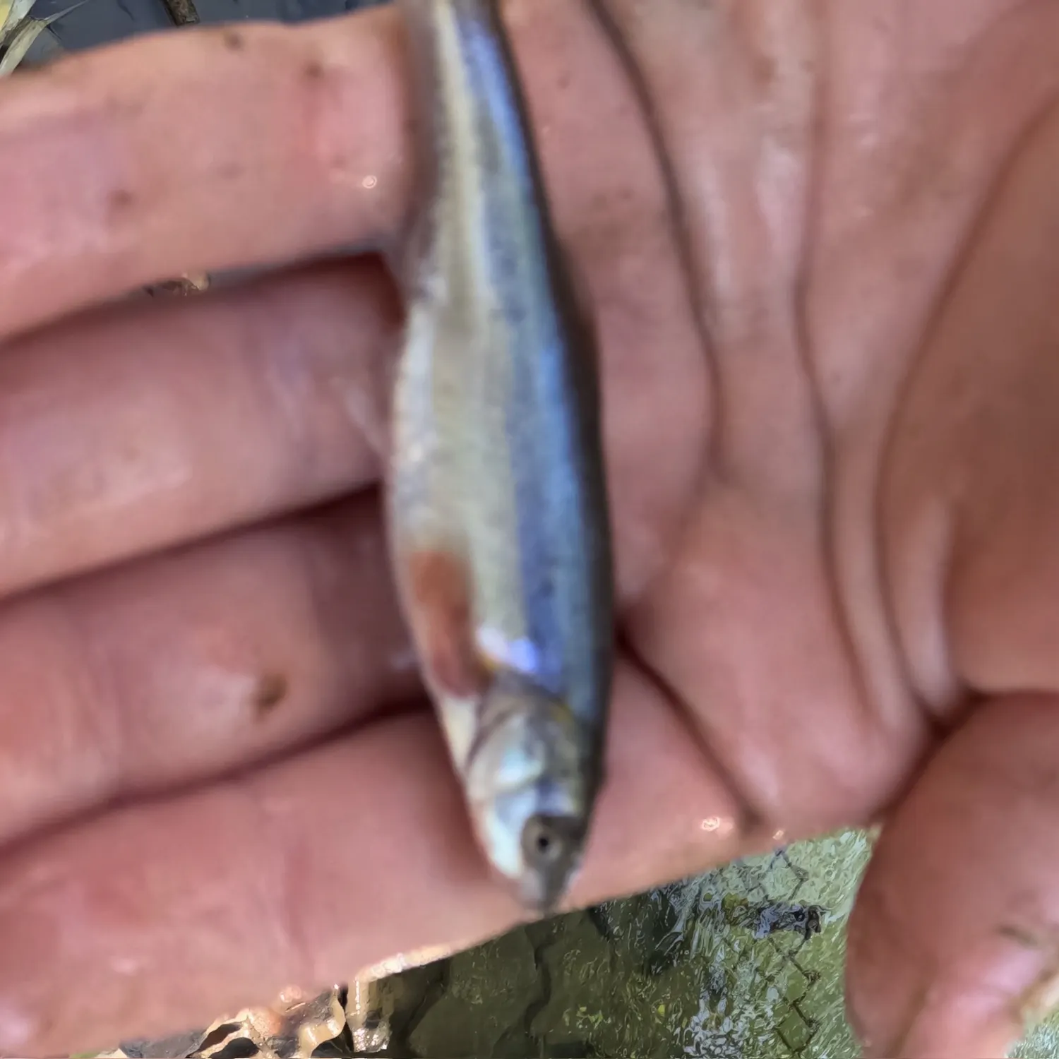 Creek chub caught on Fishbrain