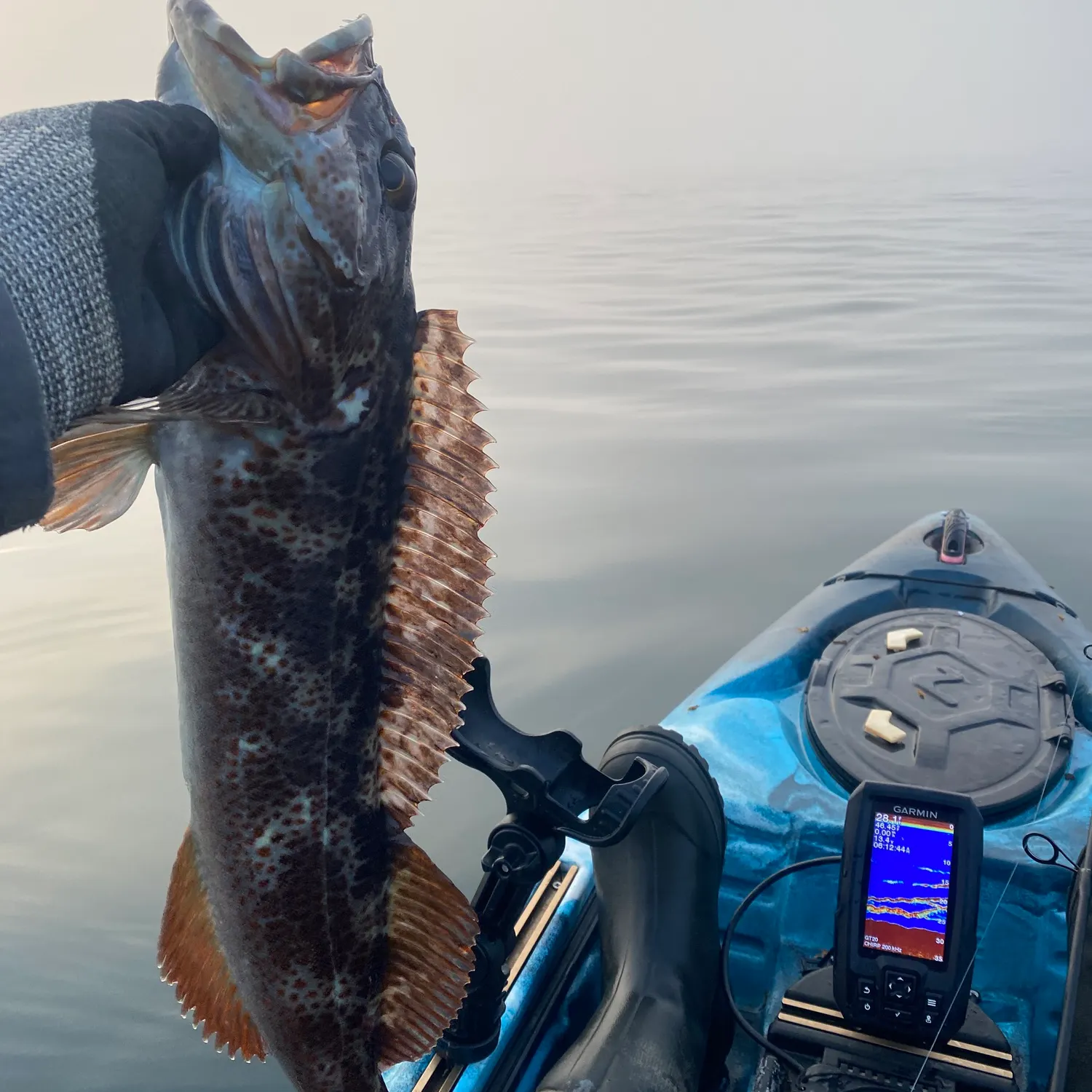 The most recent Lingcod catches on Fishbrain