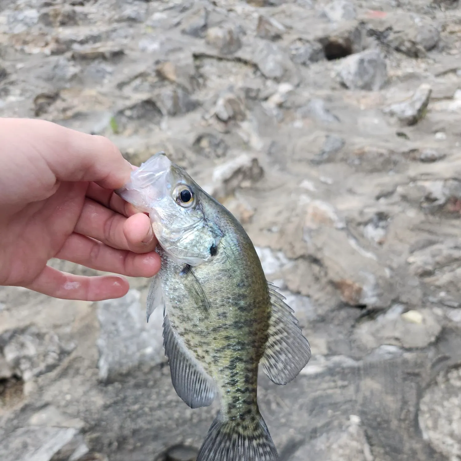 White crappie caught on Fishbrain