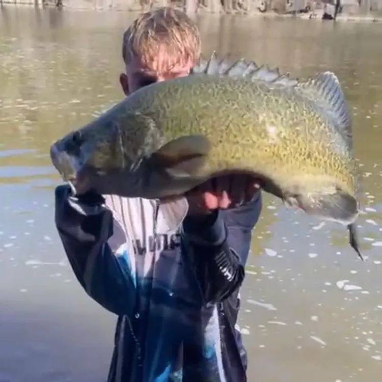 Murray cod caught on Fishbrain