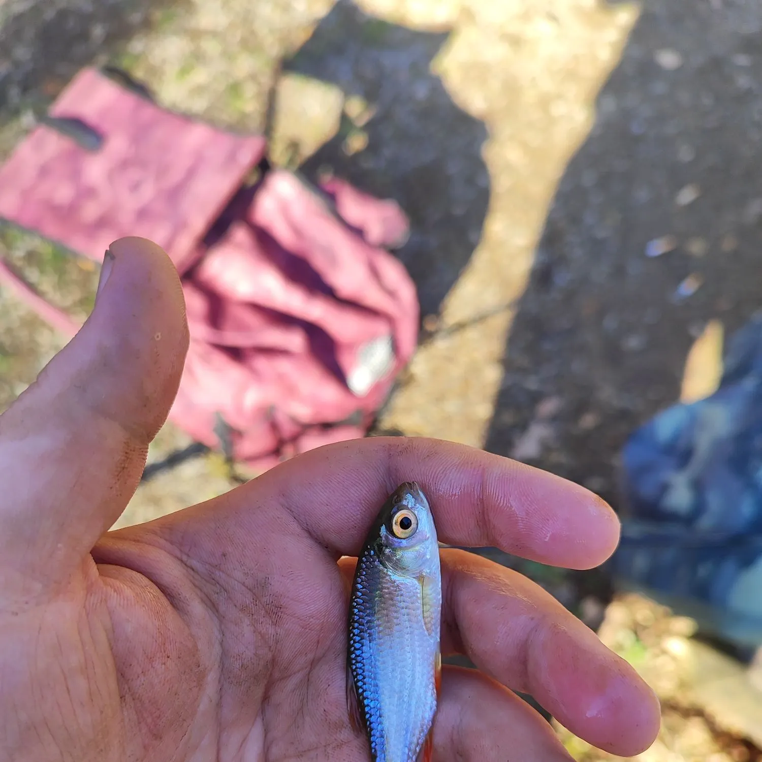 The most recent Common roach catches on Fishbrain