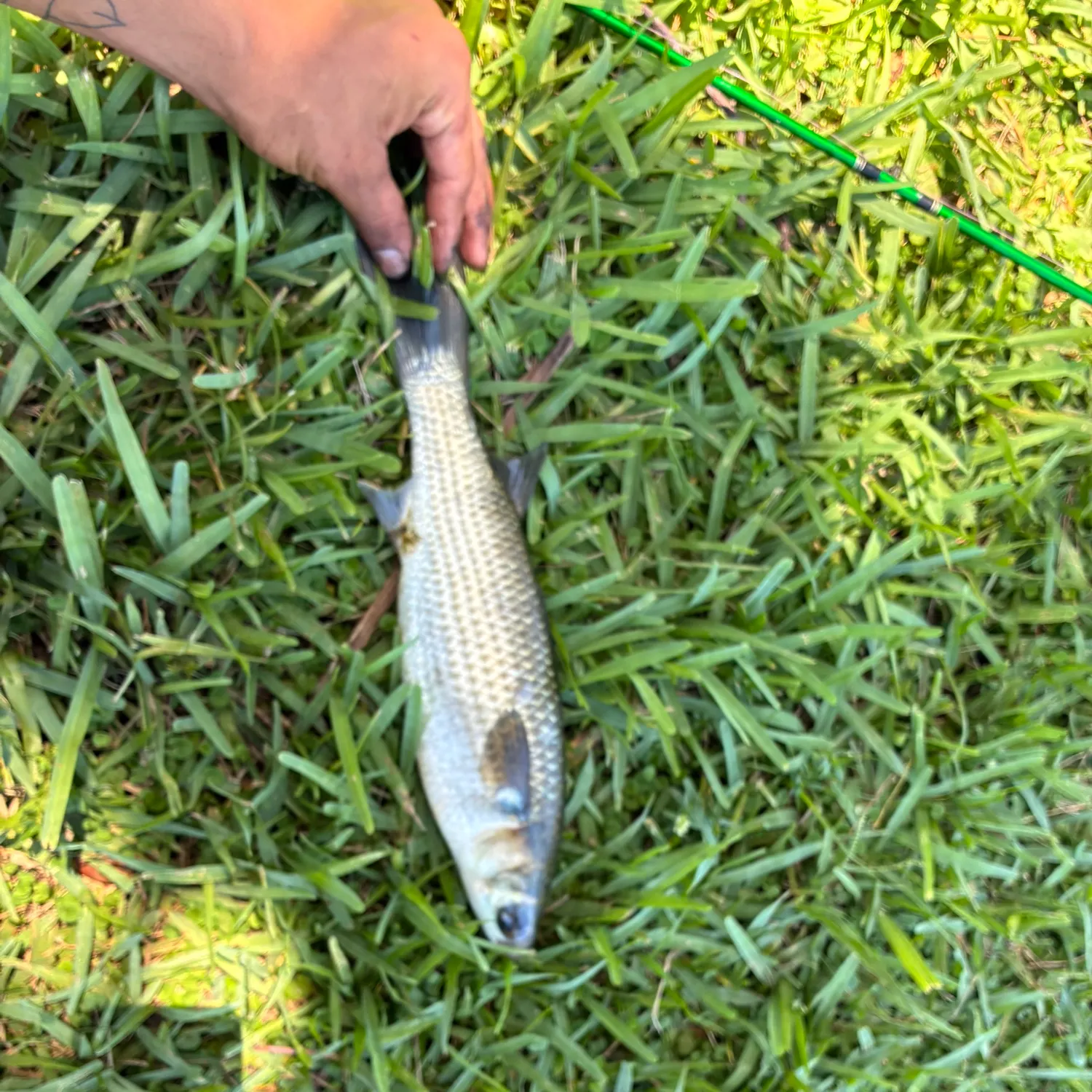 The most recent Striped mullet catches on Fishbrain