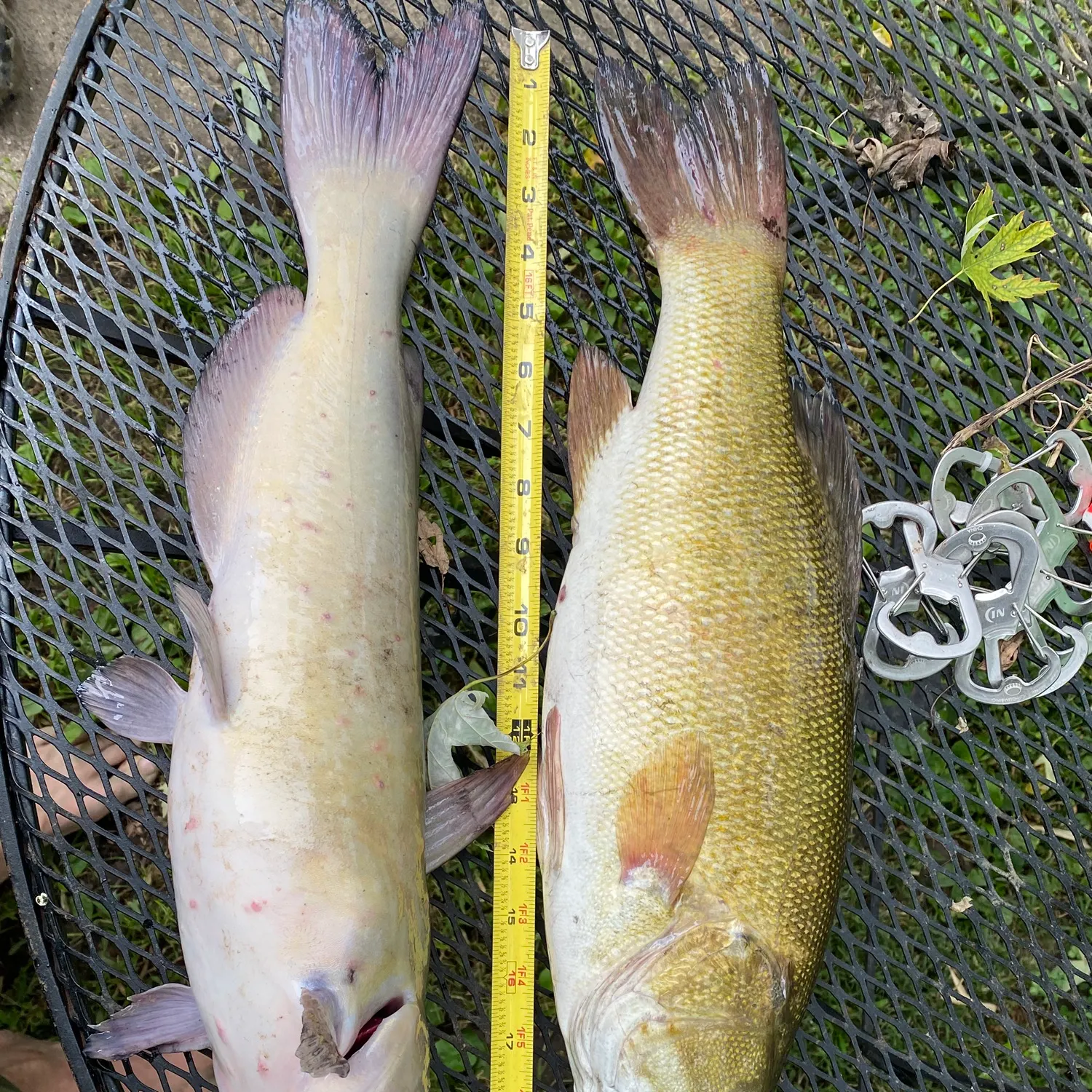 Smallmouth bass caught on Fishbrain