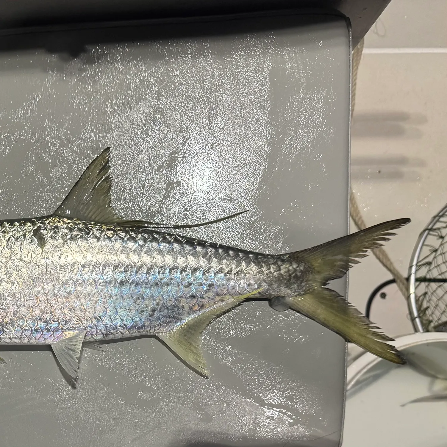 The most recent Indo-Pacific tarpon catches on Fishbrain