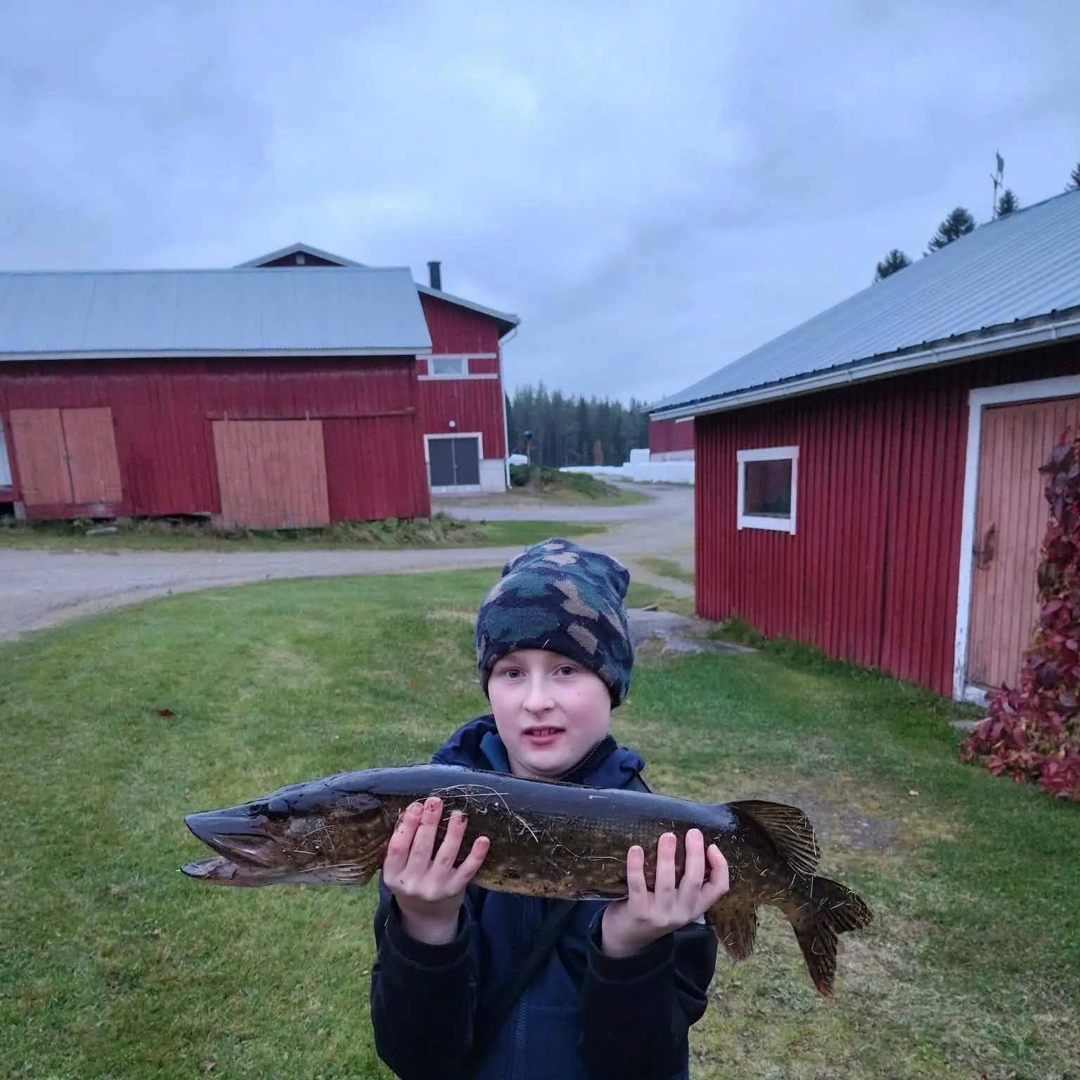 Northern pike caught on Fishbrain