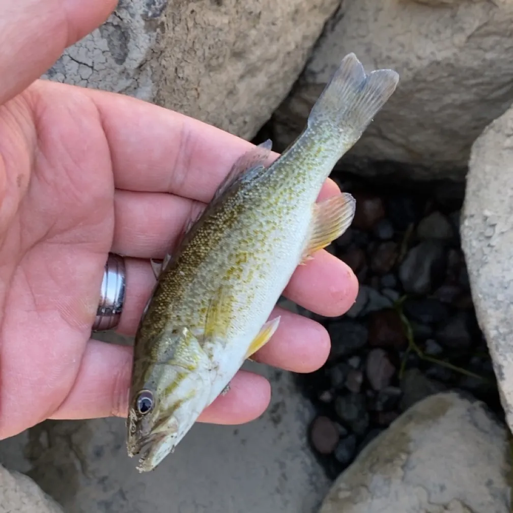 Smallmouth bass caught on Fishbrain