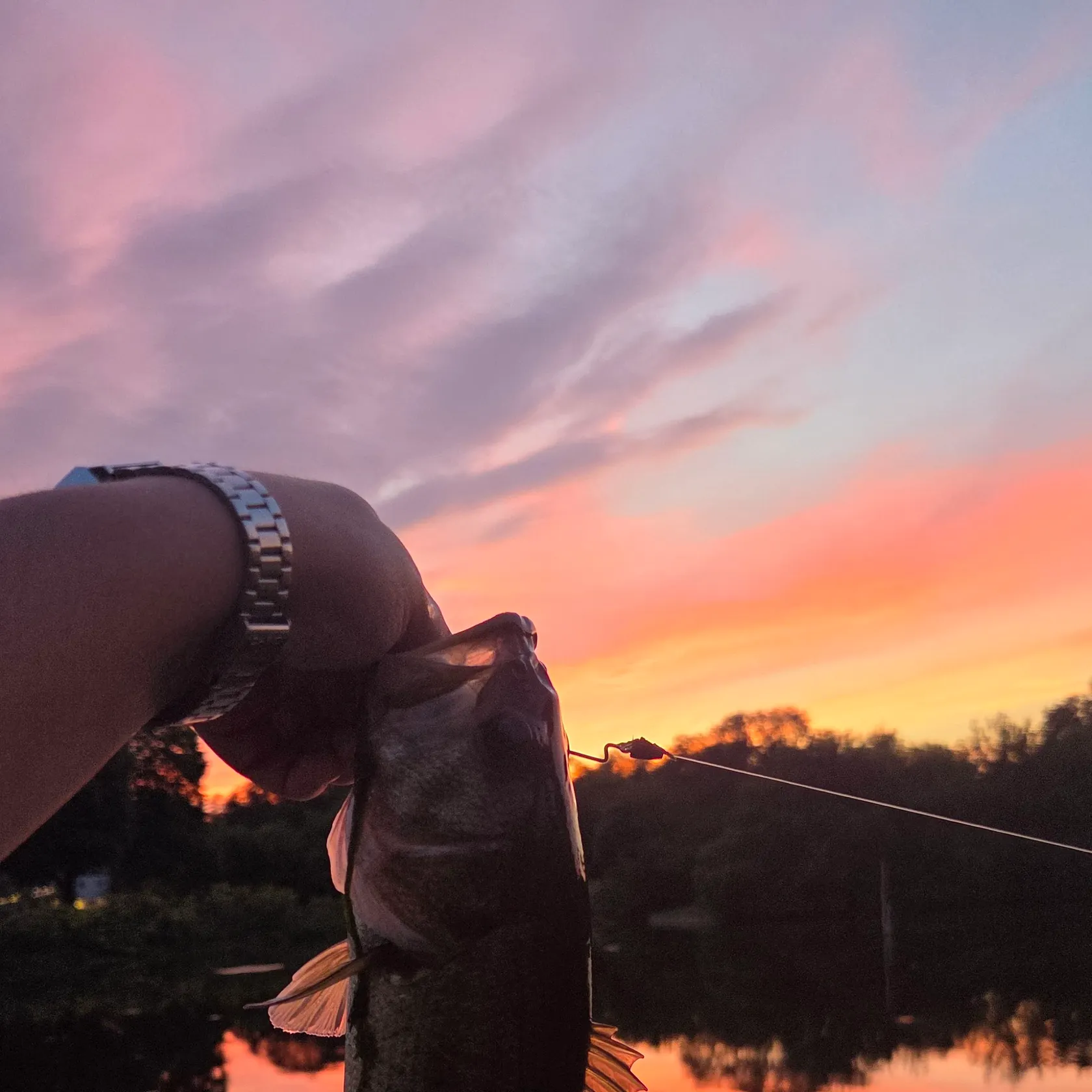 Largemouth bass caught on Fishbrain