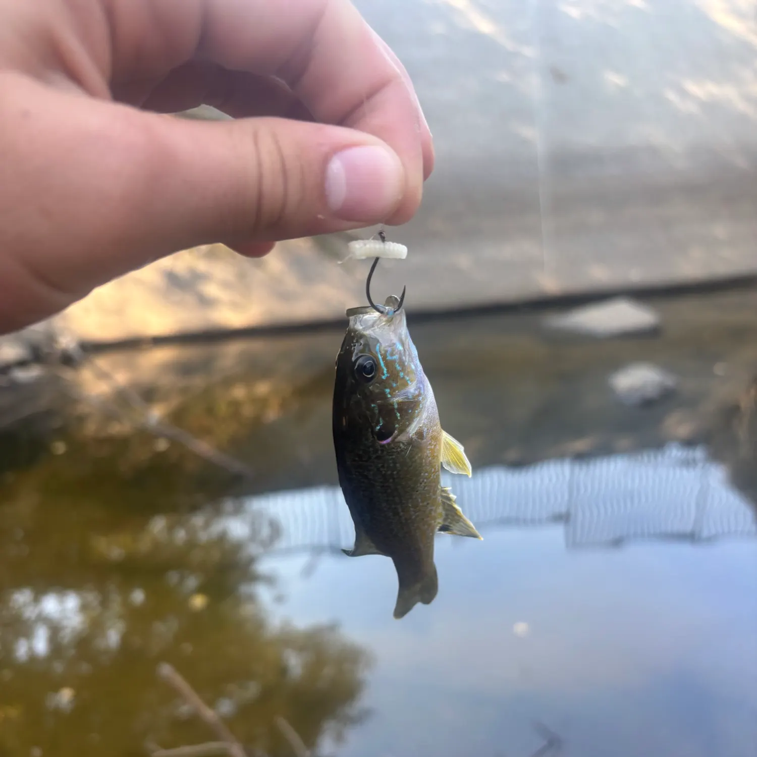 Fish caught on Fishbrain