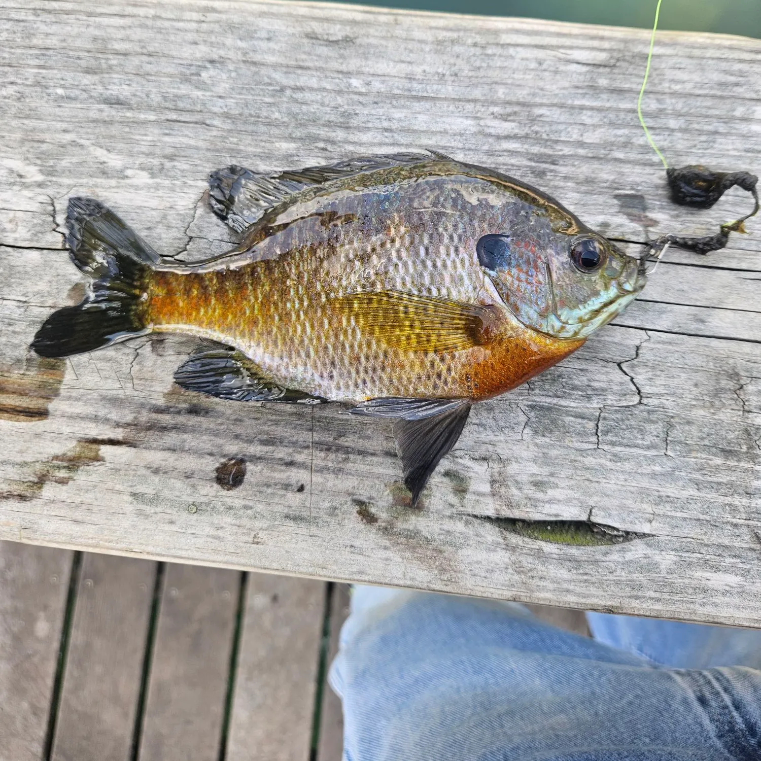 recently logged catches