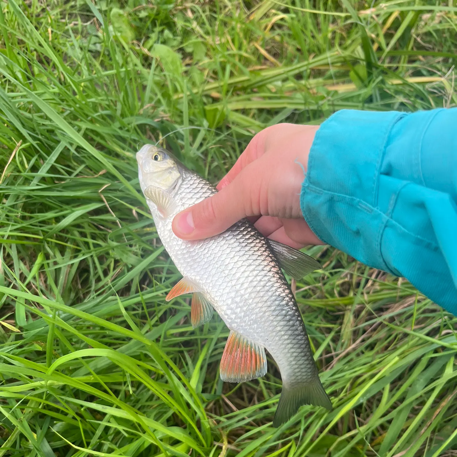 European chub caught on Fishbrain