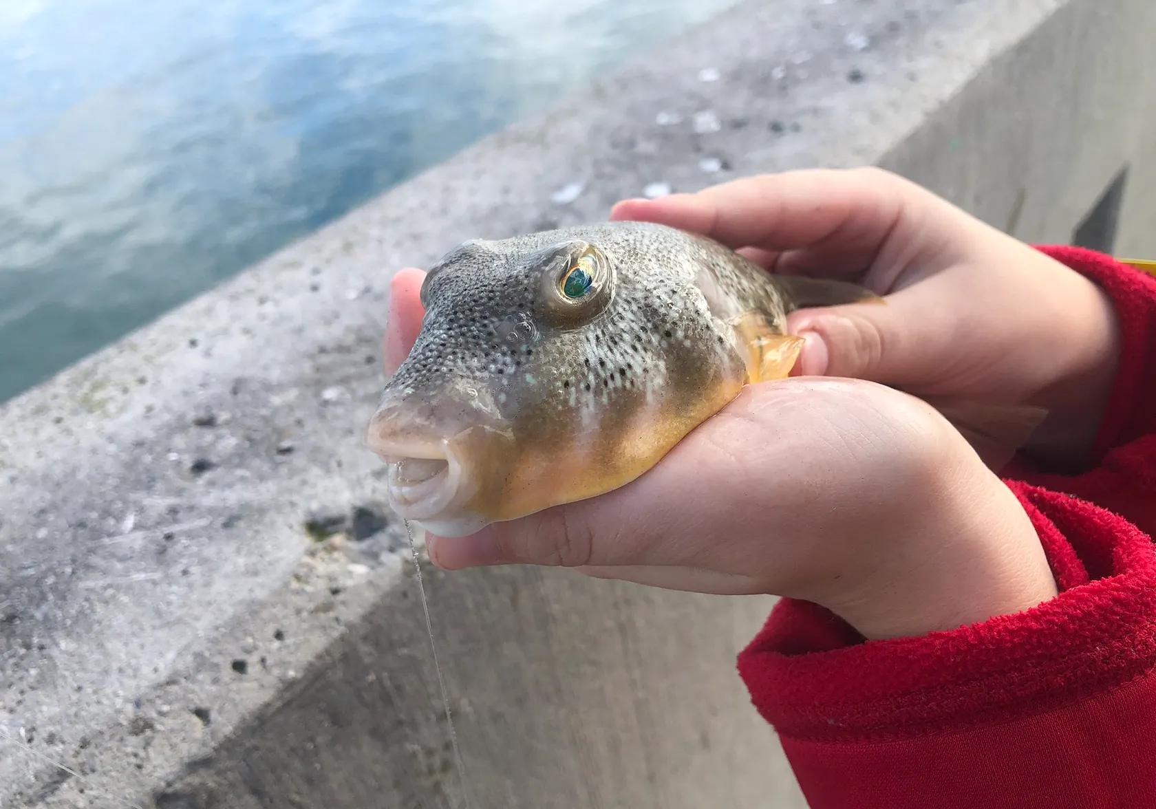 Northern puffer