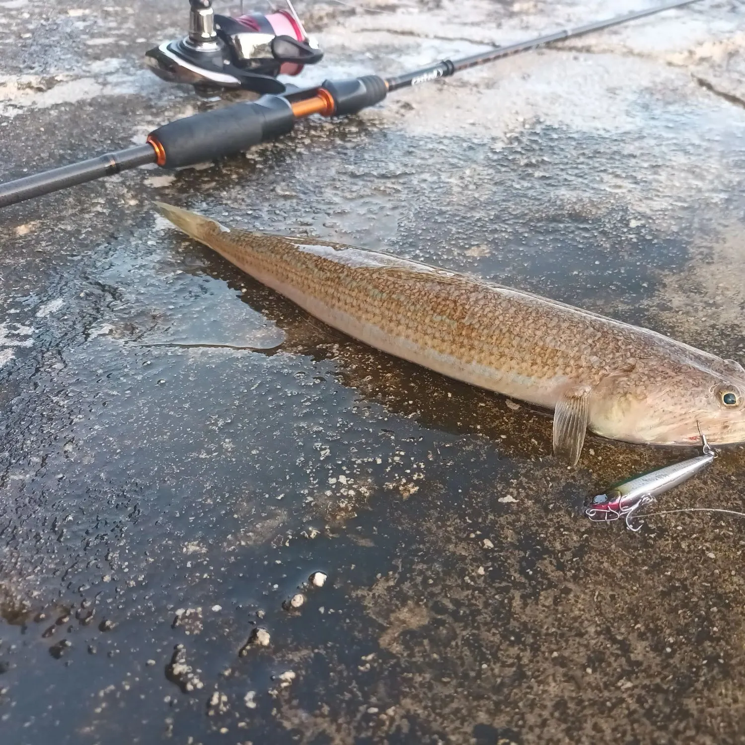 The most recent Atlantic lizardfish catches on Fishbrain