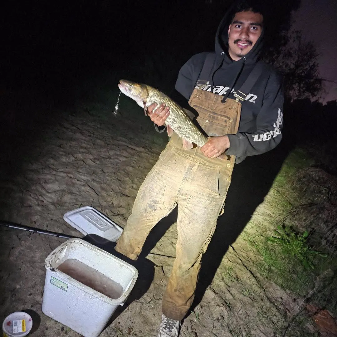 The most recent Sacramento pikeminnow catches on Fishbrain