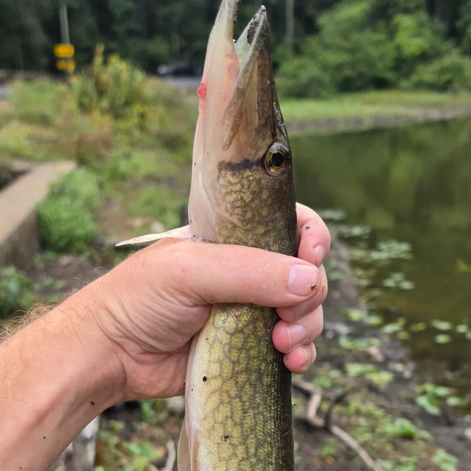 Chain pickerel caught on Fishbrain
