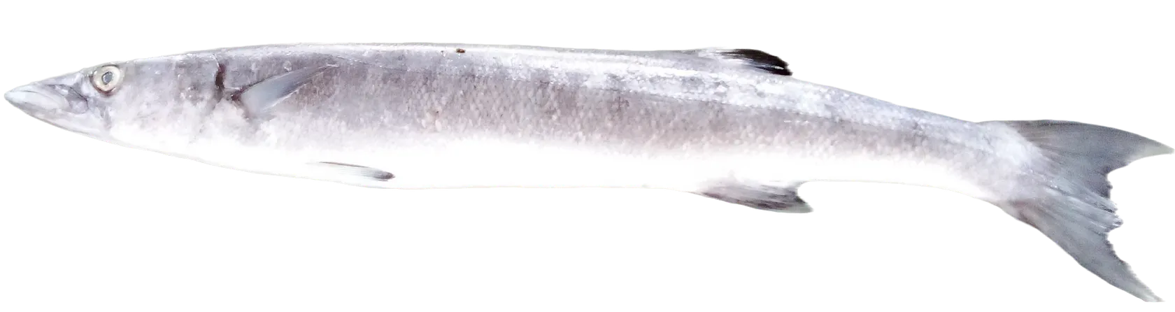 Obtuse barracuda