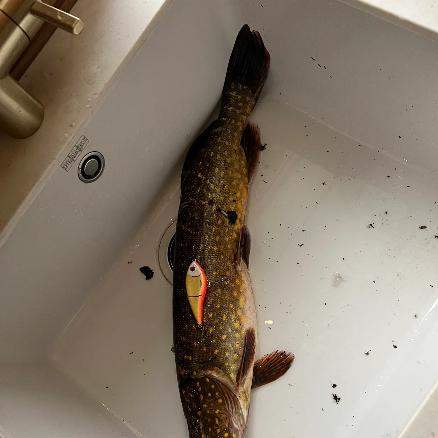 Northern pike caught on Fishbrain