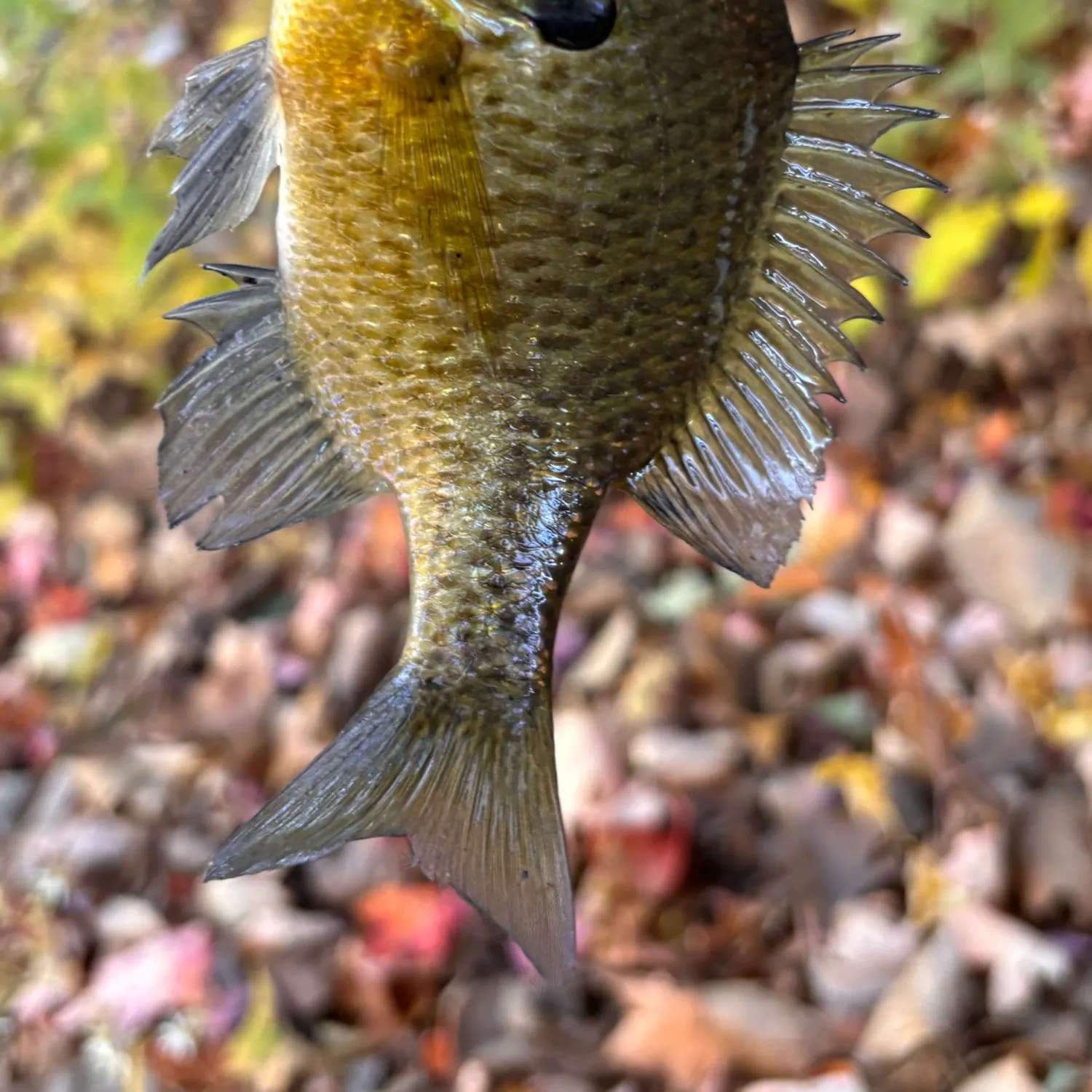 Bluegill caught on Fishbrain