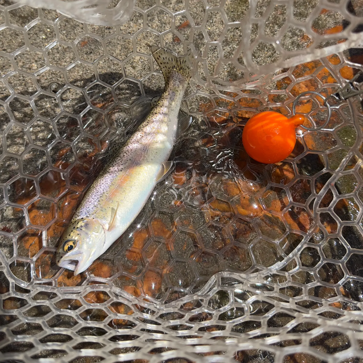 The most recent Kern River Rainbow Trout catches on Fishbrain