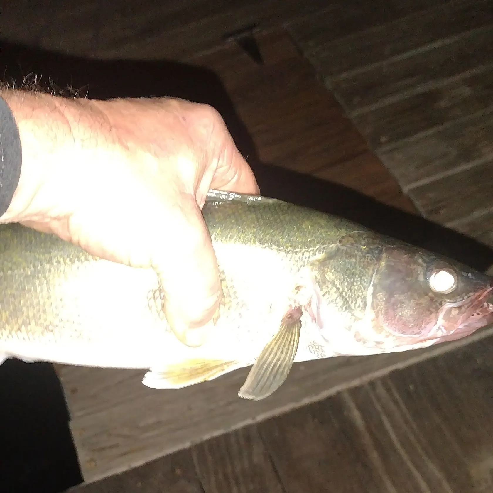 The most recent Walleye catches on Fishbrain