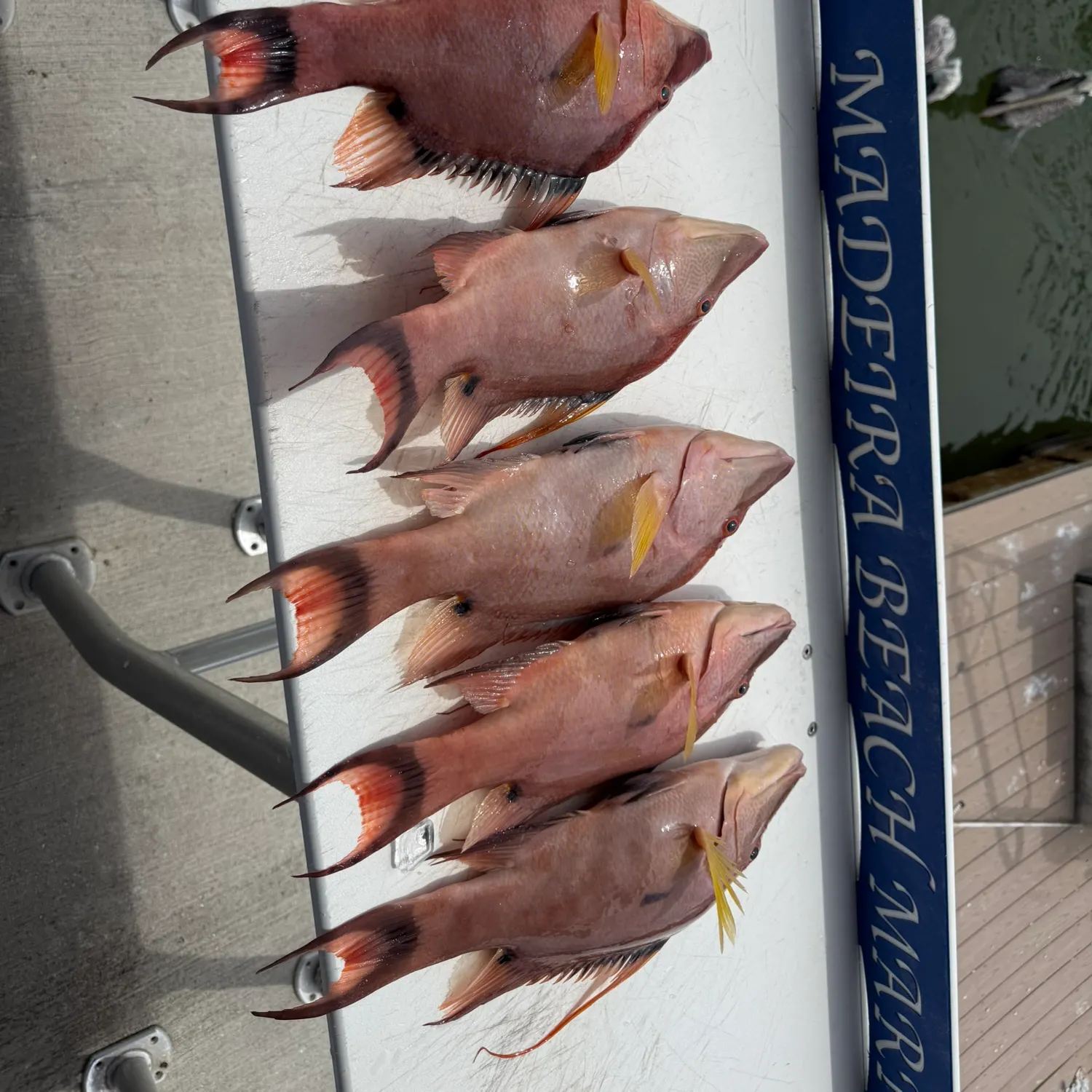 Hogfish caught on Fishbrain