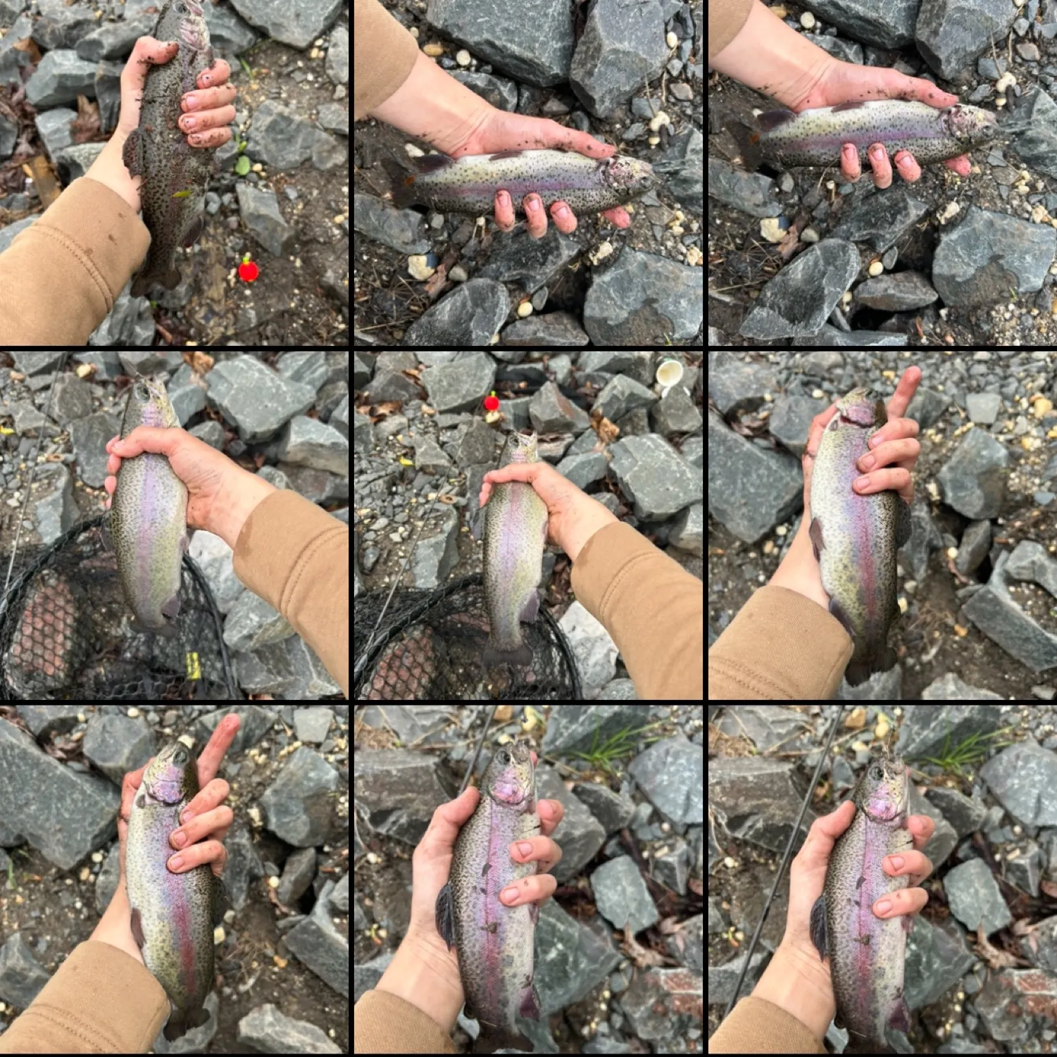 recently logged catches