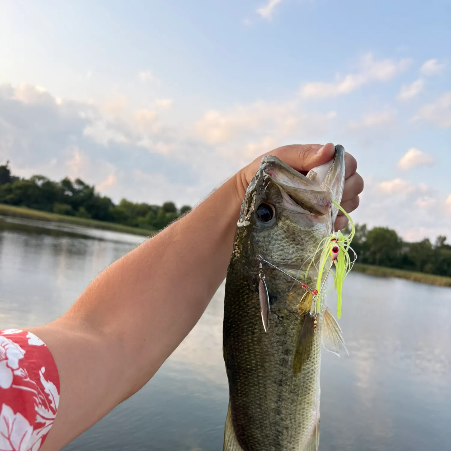 Largemouth bass caught on Fishbrain
