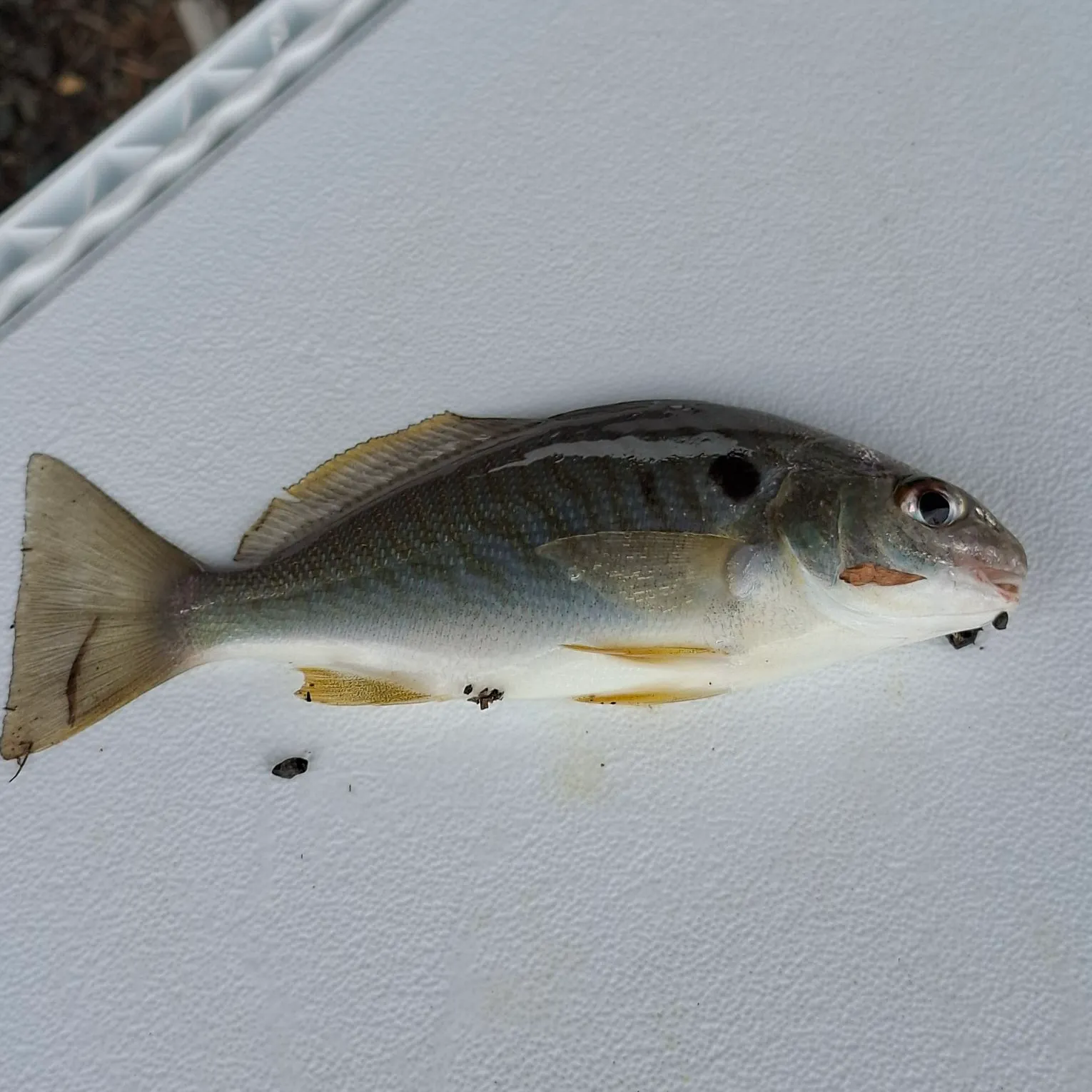 Spot croaker caught on Fishbrain