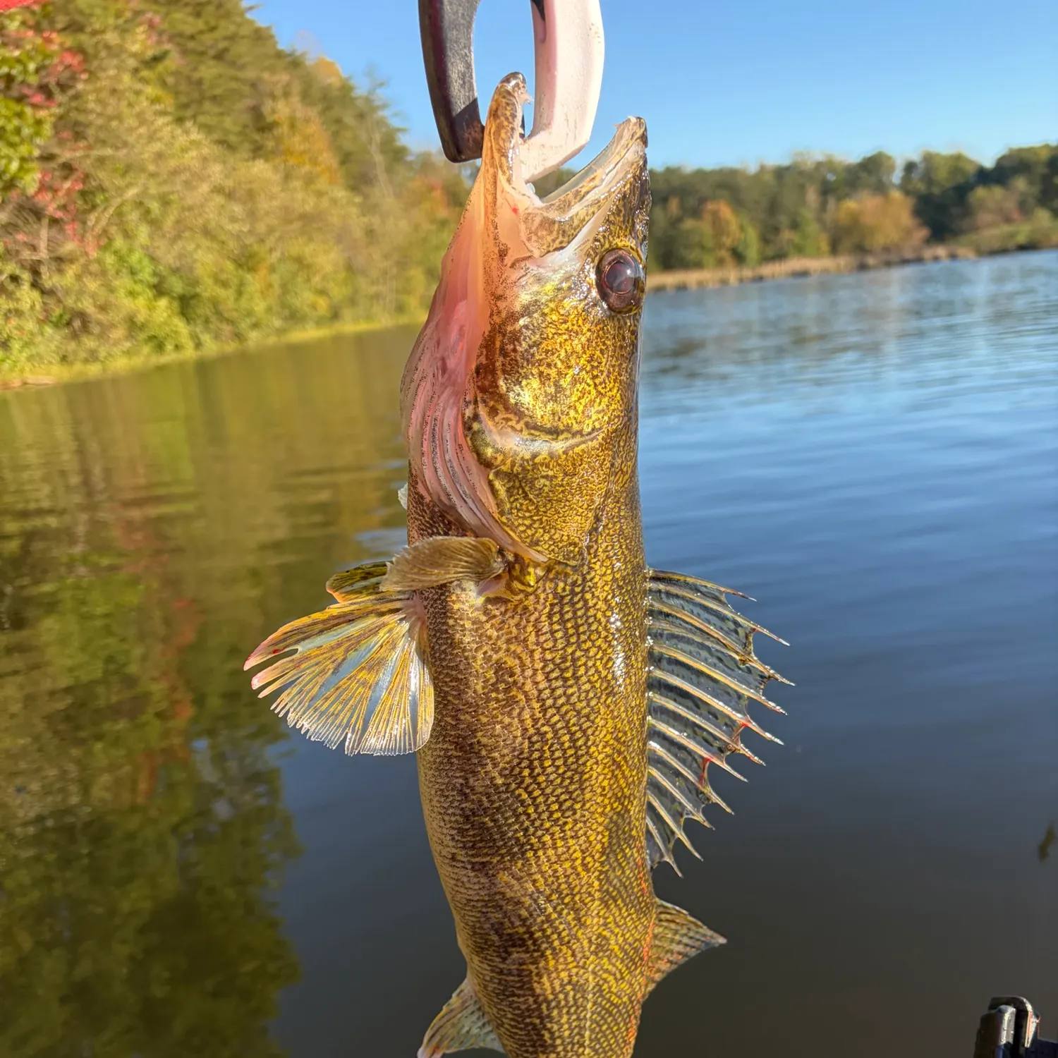 Walleye caught on Fishbrain