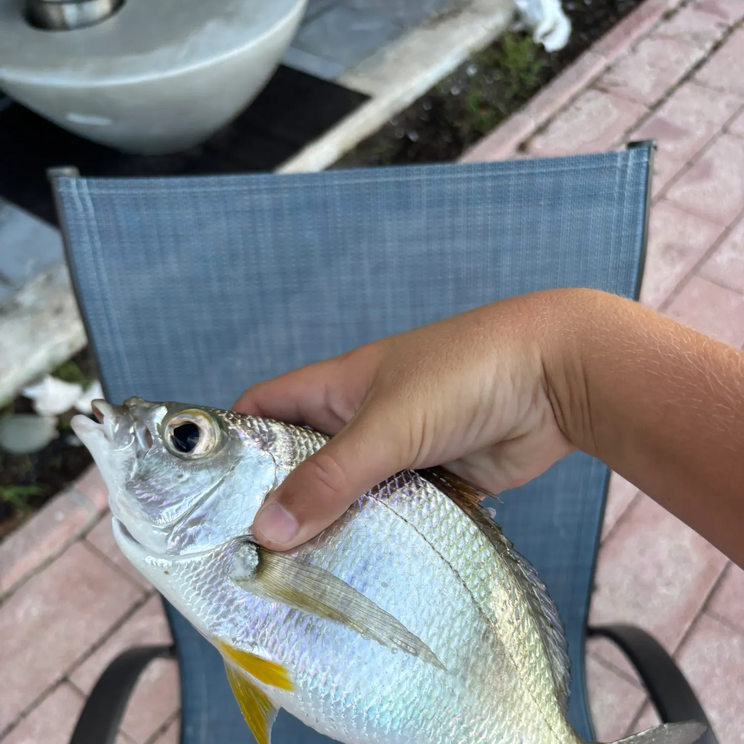 The most recent Yellowfin mojarra catches on Fishbrain