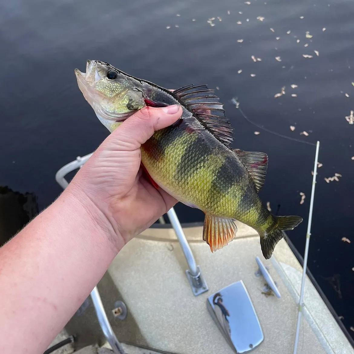 The most recent Yellow perch catches on Fishbrain