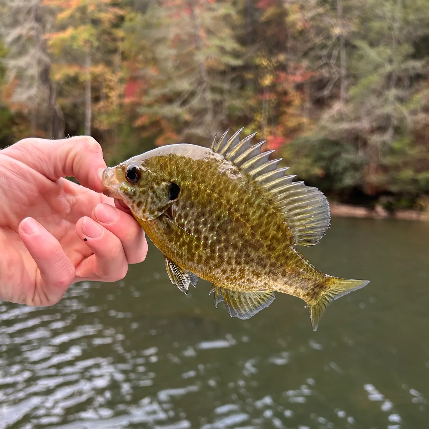 Pumpkinseed caught on Fishbrain
