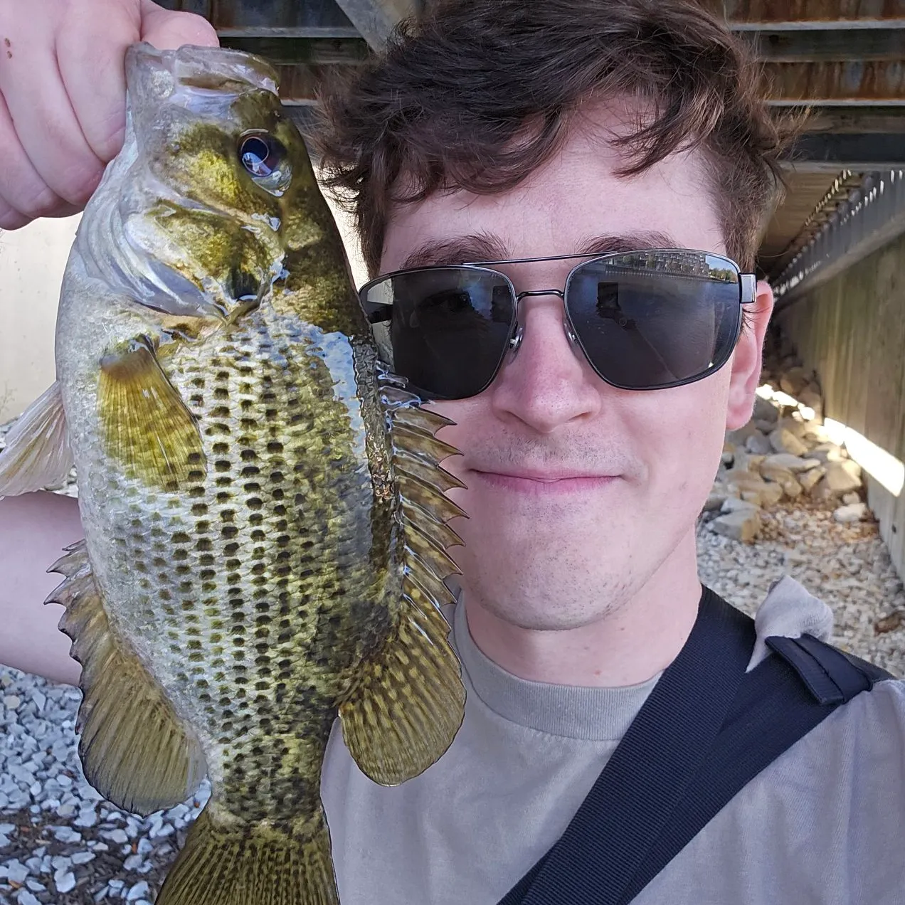 Rock bass caught on Fishbrain
