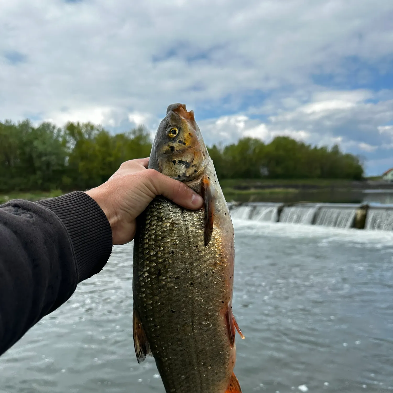 The most recent Common nase catches on Fishbrain