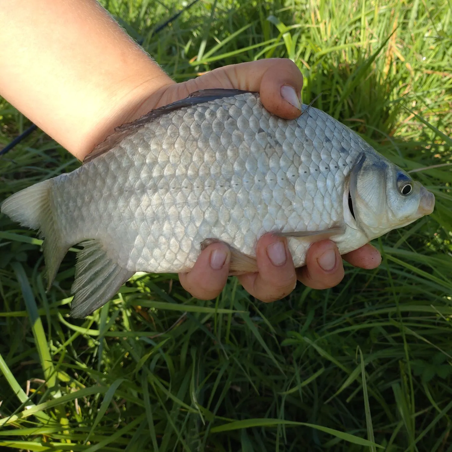 Prussian carp caught on Fishbrain