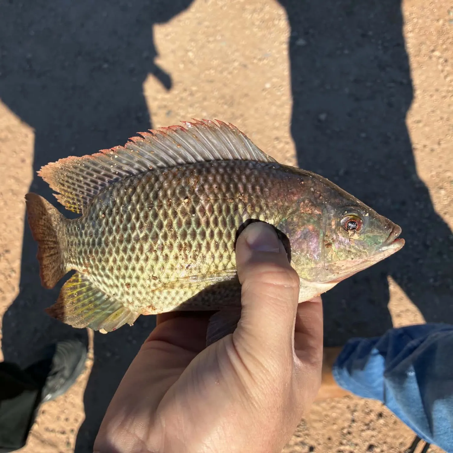 Nile tilapia caught on Fishbrain