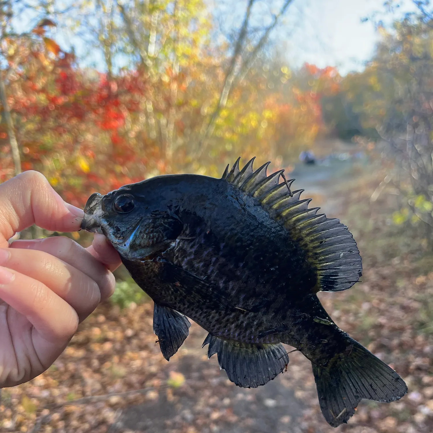 Bluegill caught on Fishbrain
