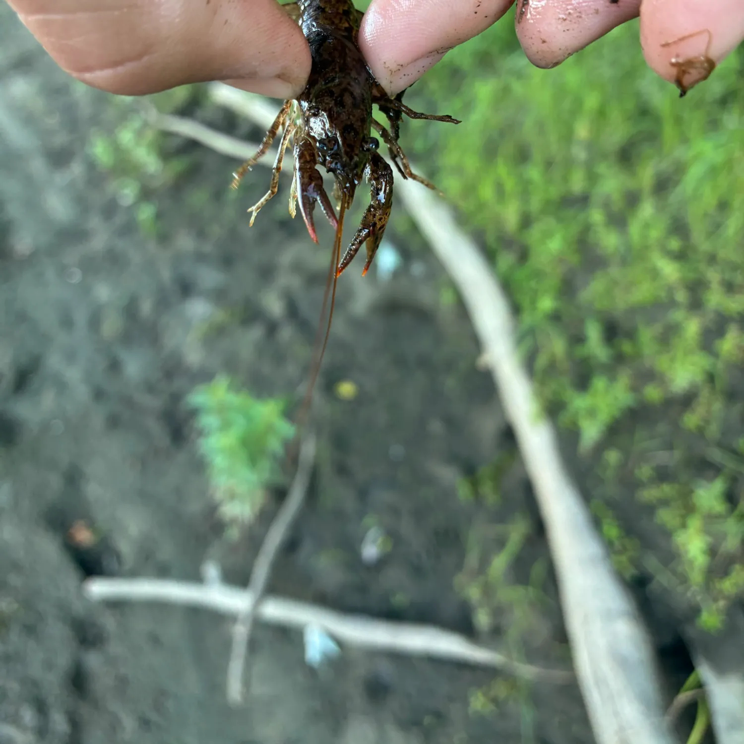 Northern clearwater crayfish caught on Fishbrain