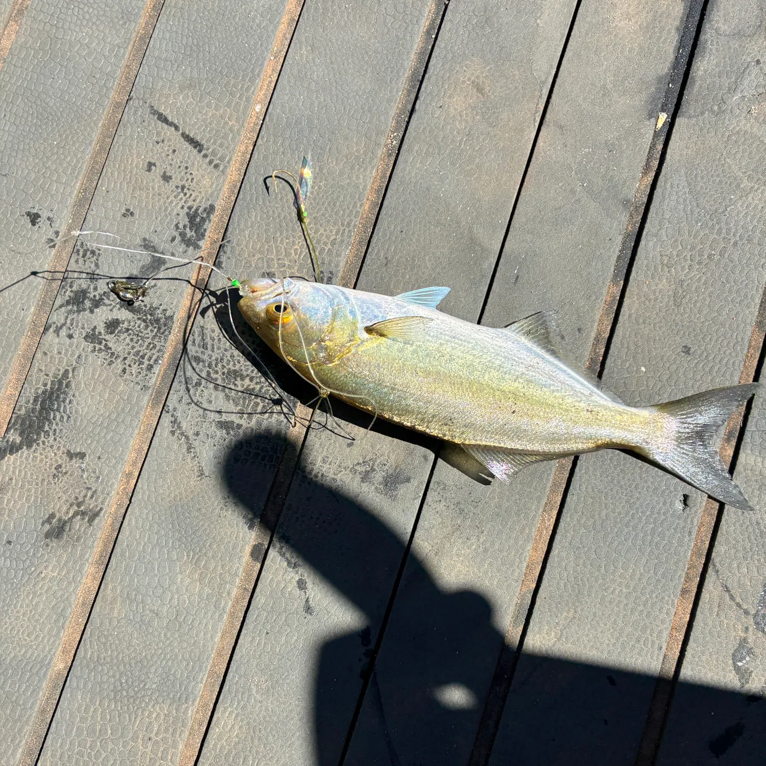 The most recent Bluefish catches on Fishbrain