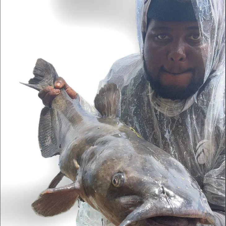Channel catfish caught on Fishbrain