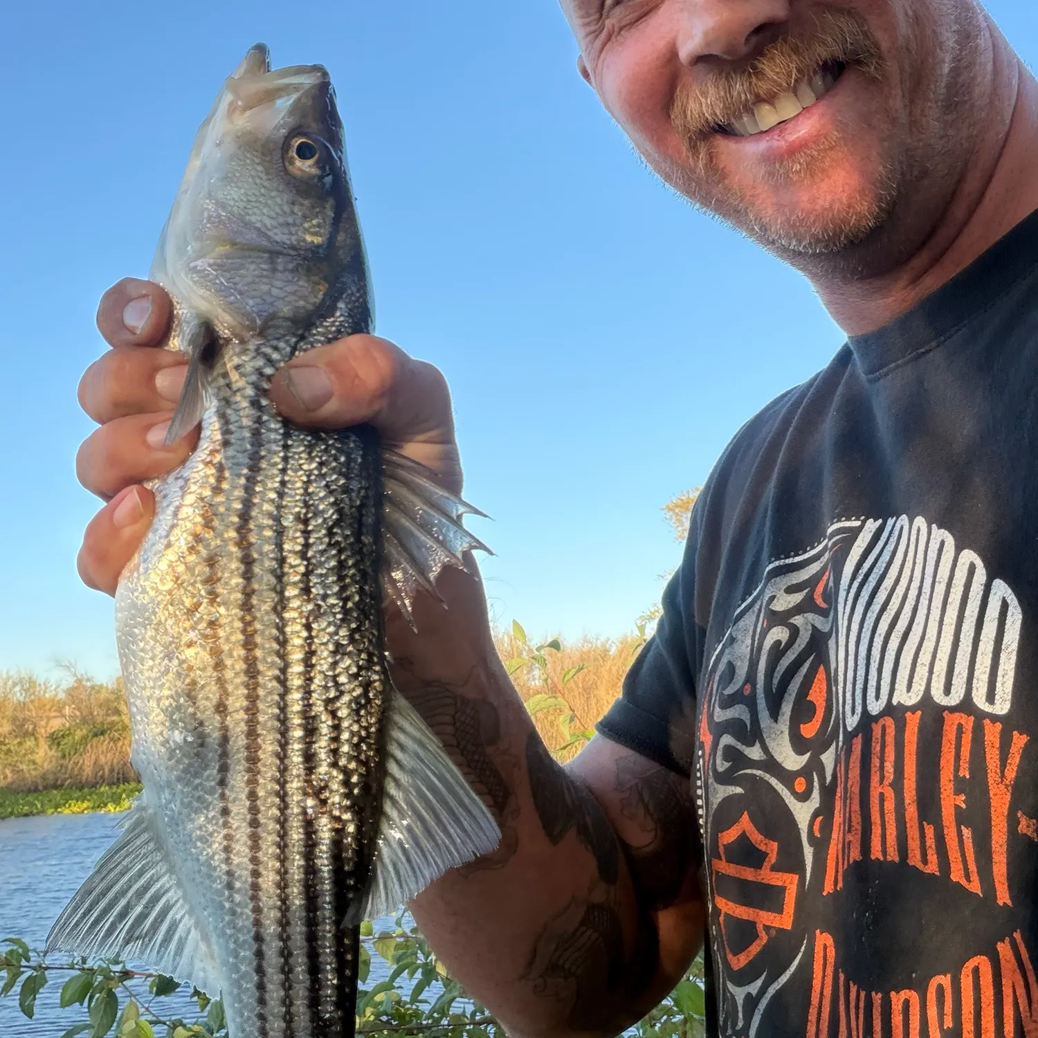 Striped bass caught on Fishbrain