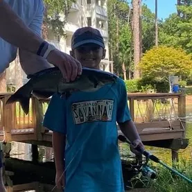 The most recent Amur catfish catches on Fishbrain