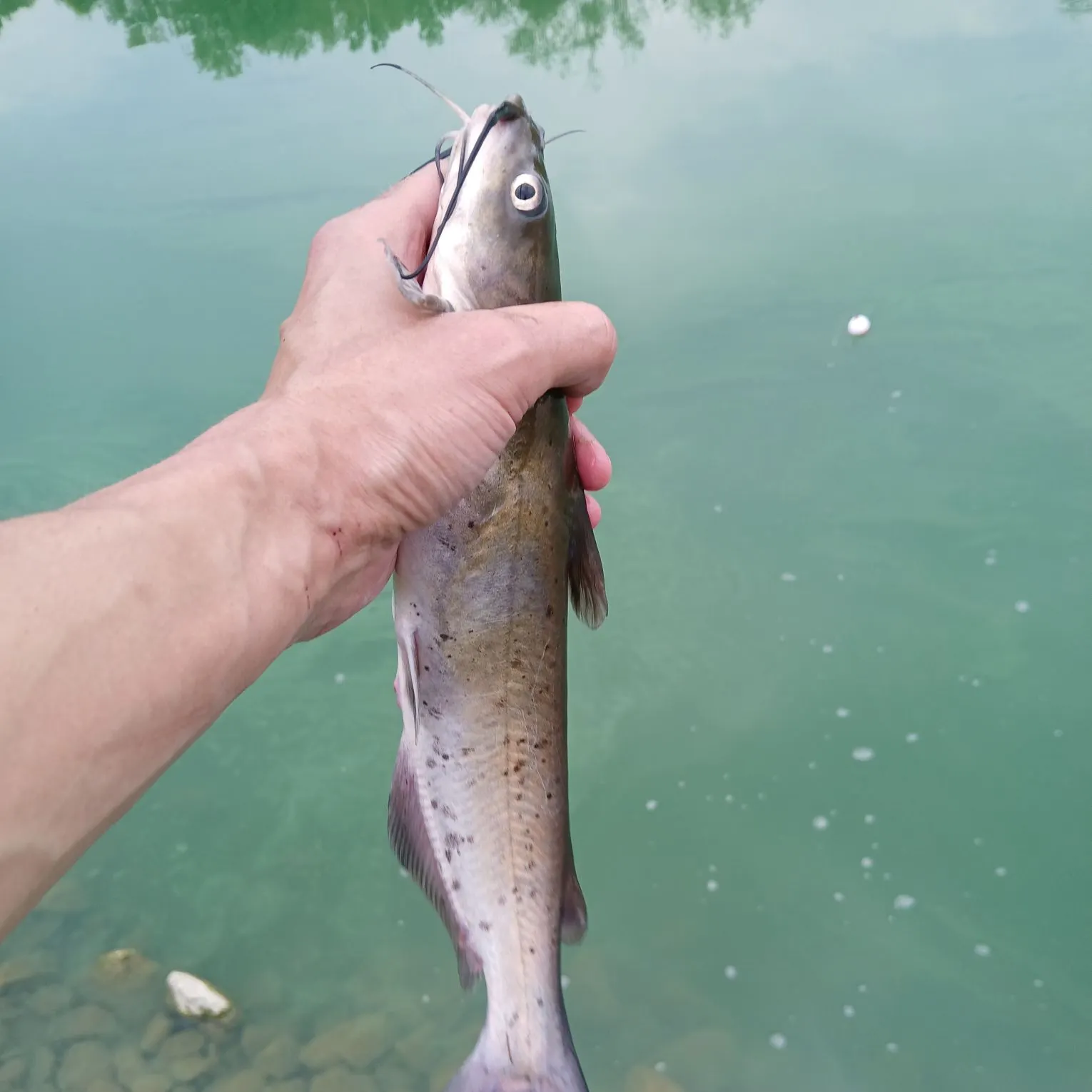 Channel catfish caught on Fishbrain